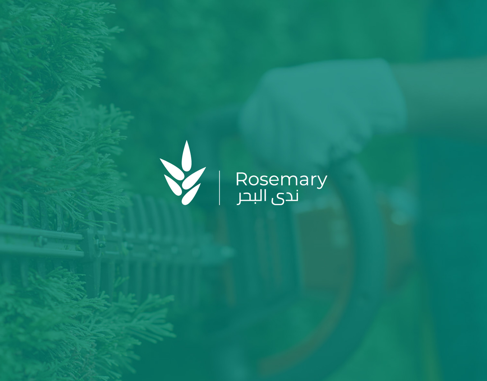 rosemary showcase